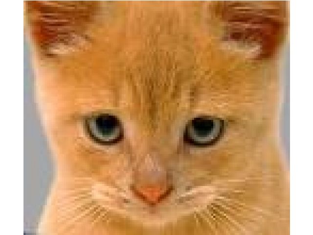 Penyakit Kucing