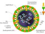 Waspadai Virus Jenis Baru, Virus H7N9