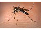 Nyamuk Malaria Mencari Mangsa Dari Bau Tubuh