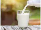 Manfaat Minum Susu Kambing Etawa sebelum Tidur