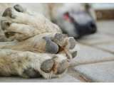 Berujung Damai, Pemilik Pet Shop di Tangerang Minta Maaf Sebabkan Anjing English Bulldog Mati