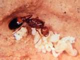 [info] semut api impor