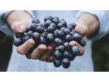 Manfaat Anggur Hitam: Memperpanjang Umur hingga Jadi Obat Tidur Alami